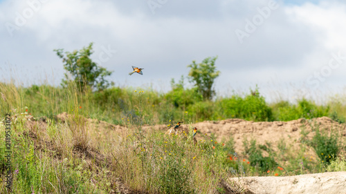 A colorful European bee-eater (Merops apiaster) perched on a wire against a clear blue sky, holding a small insect in its beak. The bird displays its characteristic bright green.