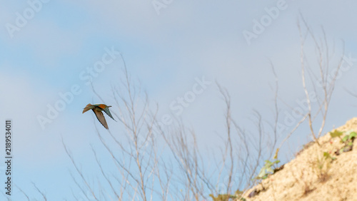 A colorful European bee-eater (Merops apiaster) perched on a wire against a clear blue sky, holding a small insect in its beak. The bird displays its characteristic bright green.