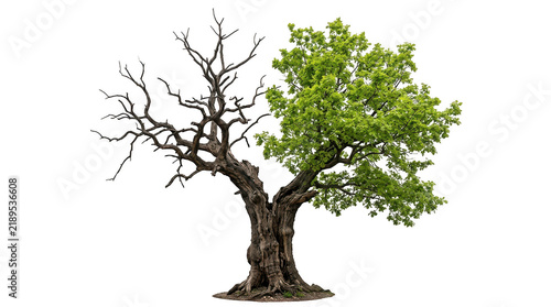 A split tree with one side dead and bare and the other side lush and green isolated on transparent background