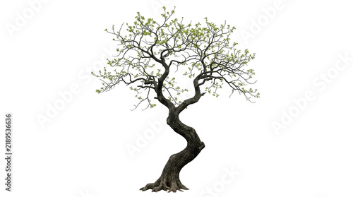 A gnarled, twisting old tree with fresh green leaves isolated on transparent background