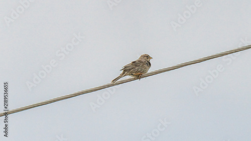 A small brown sparrow perched on a twisted wire against a soft, pale blue sky. The bird is shown in side profile with detailed brown and beige plumage.