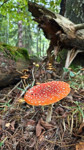 Obraz na płótnie red fly agaric
