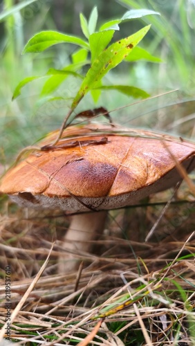 Obraz na płótnie orange cap boletus