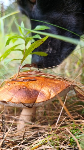 Obraz na płótnie the dog sniffs boletus