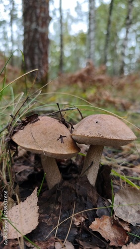 Fotografie brown birch bolete