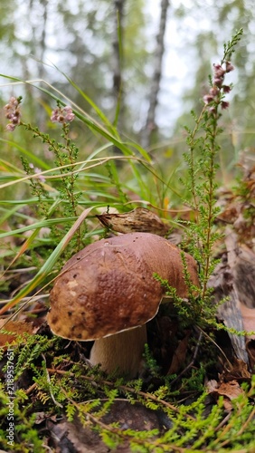 Obraz na plátne boletus edulis mushroom