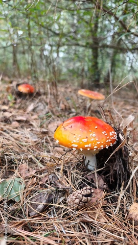 Fotografie amanita muscaria fly agaric