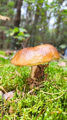 Fotografía mushroom in the forest