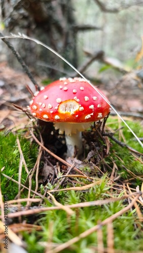 Фотография amanita muscaria fly agaric mushroom
