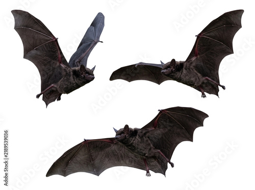 Photography Three black bats flying isolated on white background for Halloween design elemen