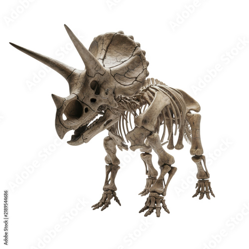 Meticulously detailed Triceratops dinosaur fossil replica, weathered bone texture, dramatic chiaroscuro lighting on a transparent studio background with copy space, concept of ancient life