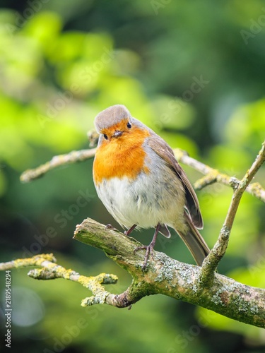 Obraz na płótnie robin on a branch