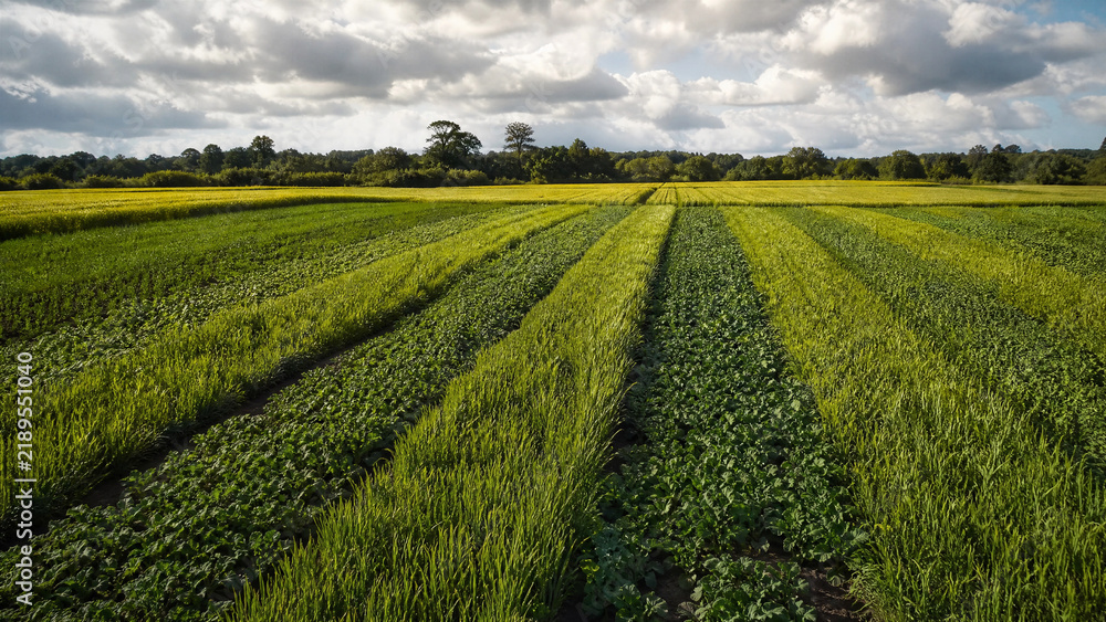 Obraz premium Rows of green crops growing in a regenerative farm field under a cloudy sky with natural sunlight