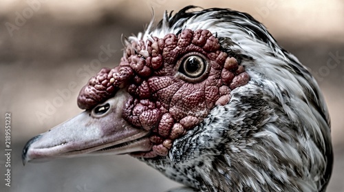 Muscovy Duck's gnarled red caruncles dominate the striking profile close-up.