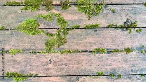 Foto Rustic old wooden planks surface with fresh green moss copy space background