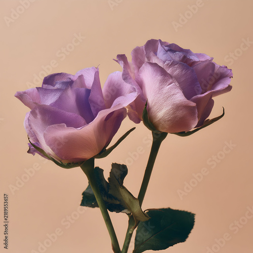 High-Resolution Flower Images for Creative Use