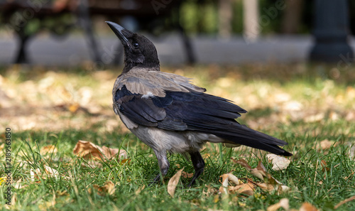 Obraz na płótnie Hooded crow walking on grass in a park