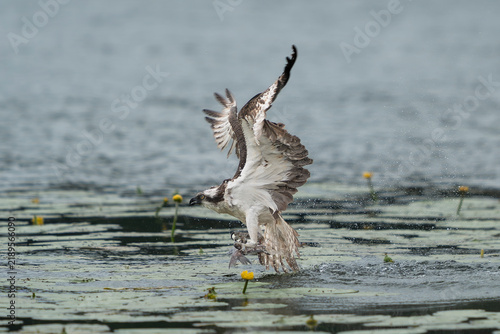 Foto Osprey (Pandion haliaetus) caught mid-air, lifting off a serene lake near Mrągowo, Masuria, Poland with a fish in its talons