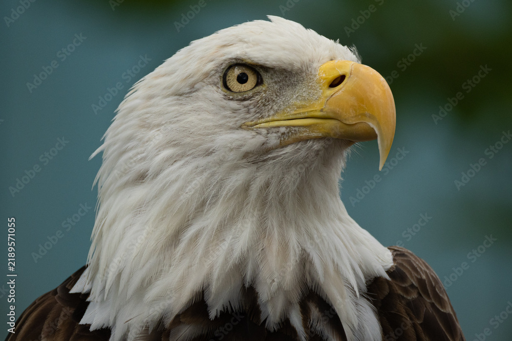 Fototapeta premium Bald Eagle (Haliaeetus leucocephalus) Intense Close-Up Portrait — Direct Gaze of Iconic American Raptor with Sharp Beak Detail