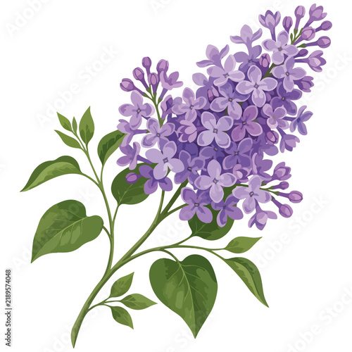Lilac Flower Branch with Green Leaves Vector Illustration