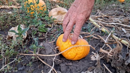 Rotten pumpkin lying in a field in the open air.