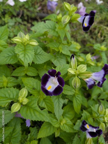 Foto Deep purple wishbone flower with a yellow throat in close up