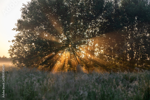 Konstfotografi Intense Tyndall effect with dramatic crepuscular rays bursting through a tree cr