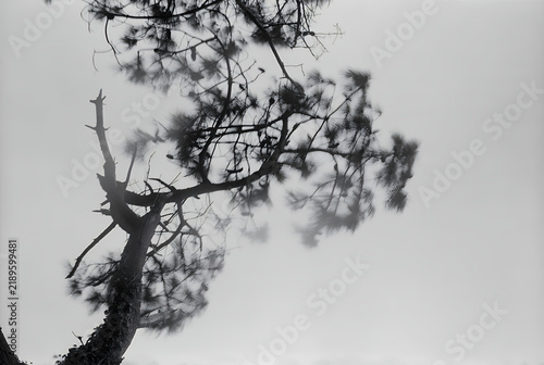 Black and white pine tree silhouette fog mist minimal zen Japanese ink painting style fine art