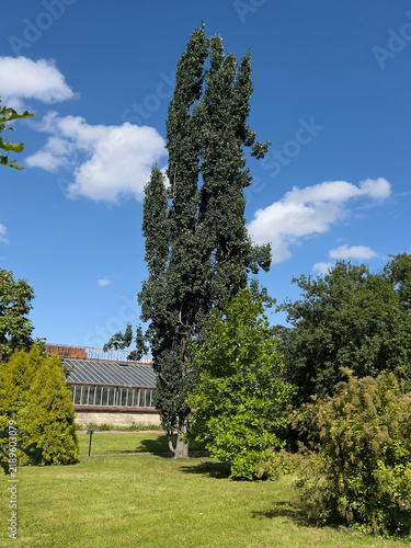 Obraz na płótnie Tall columnar Lombardy poplar or Populus nigra Italica