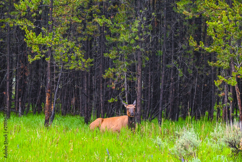 elk in the woods