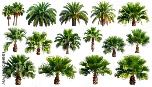 Tropical palm trees set isolated on white background green coconut fan date palm tree collection botanical nature design elements cutout photos