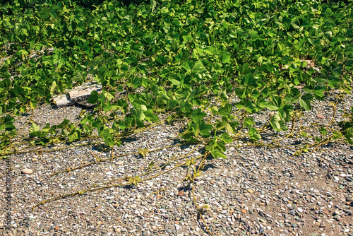 Obraz na plátně Dense green kudzu vine foliage creeping over pebble stone beach shore in bright sunlight
