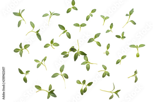 Fresh green thyme herb sprigs and tiny leaves scattered on a white surface, overhead view of culinary... isolated on a transparent background