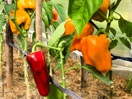 Принти на полотні Ripe Orange and Red Bell Peppers Growing on a Plant in a Greenhouse
