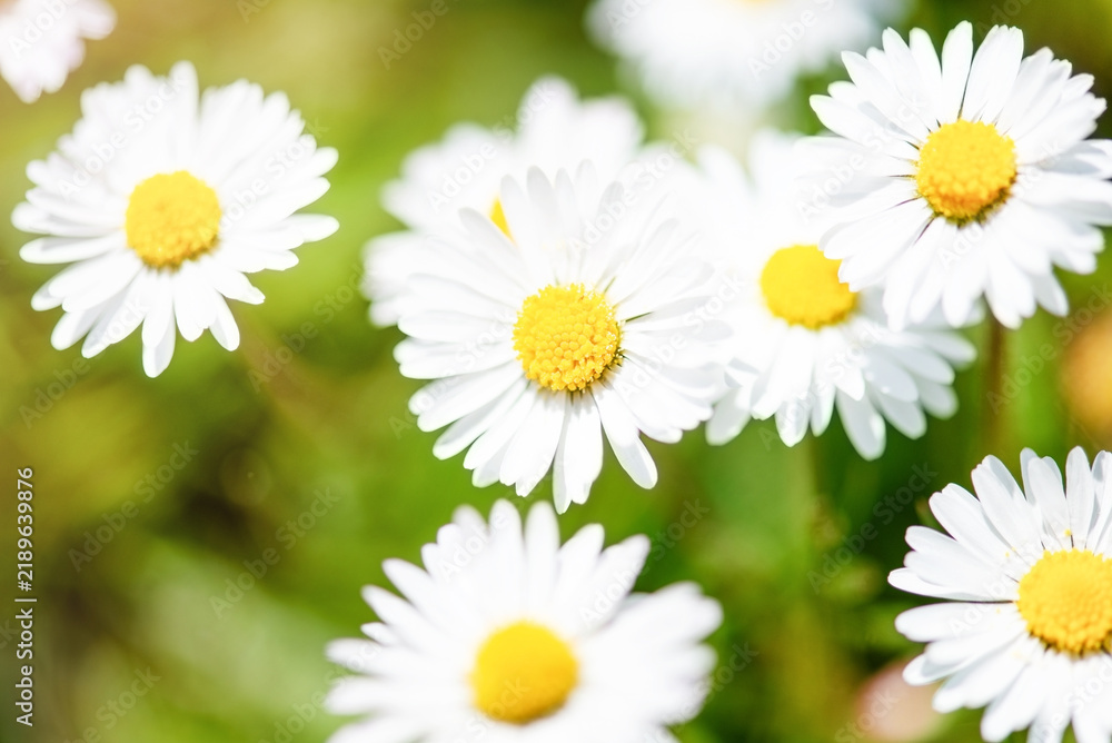 Fototapeta premium Bright floral background with white daisies and yellow centers in sunlight. Soft green blurred background and selective focus create a fresh spring nature backdrop.