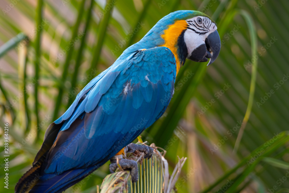 Obraz premium Vibrant blue and yellow macaw parrot perched on a palm leaf frond in a tropical setting.