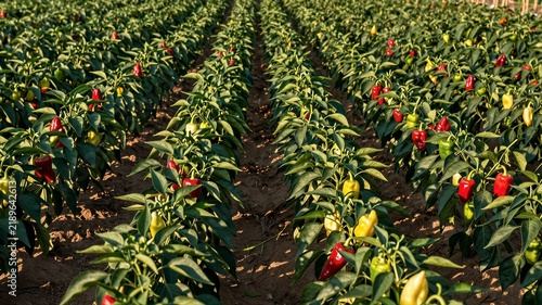 Pepper Field With Colorful Pods