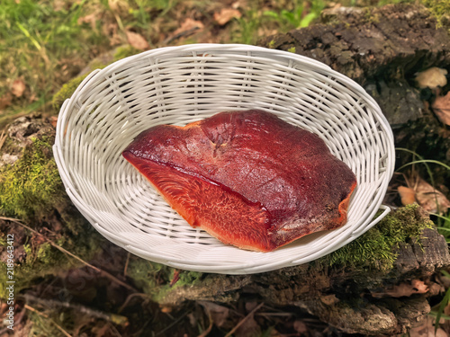 Foto Close-up of a freshly harvested beefsteak polypore (ox tongue mushroom) inside a white braided basket outdoors