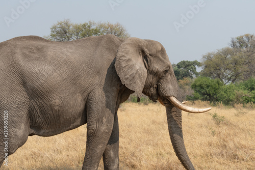 Photography Elephant in Moremi Game Reserve, Botswana, Africa