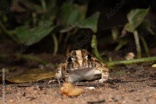 Bild auf Leinwand Brown frog wildlife forest floor amphibian camouflage