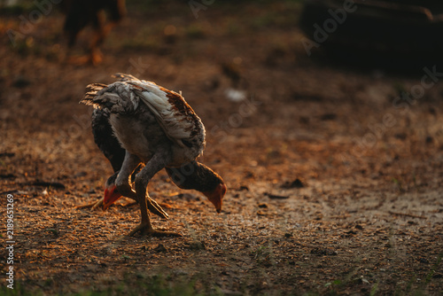 Fotografía Turkey bird ground feather wildlife farm animal rural sunlight pecking
