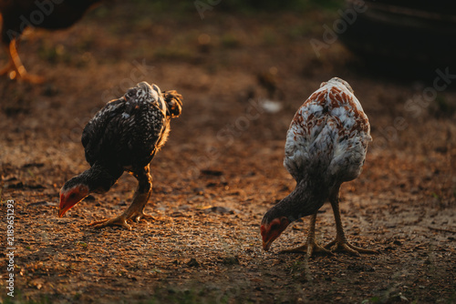 Fotografie Foraging chicken, speckled chicken, and mottled chicken pecking dry soil in warm