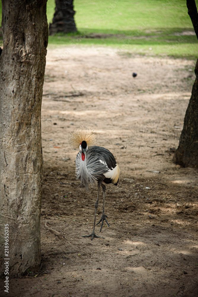 Fototapeta premium Crowned crane standing between tree trunks in shaded park, displaying elegant gray plumage, golden crown, red throat pouch, and long legs while looking alert in natural setting