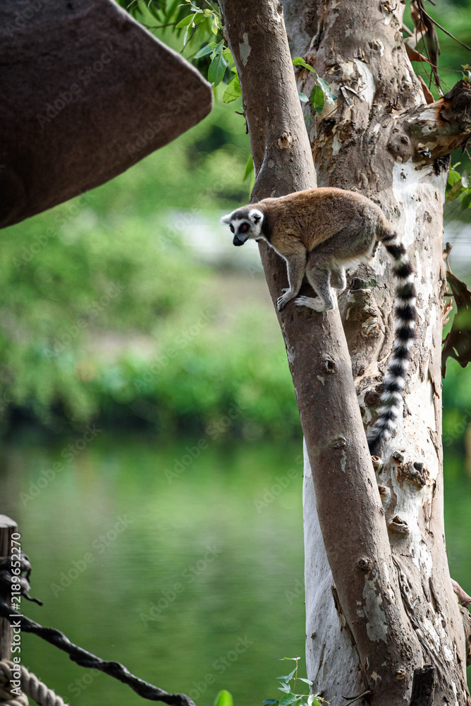Fototapeta premium Lemur ring tailed lemur tree wildlife animal mammal forest nature