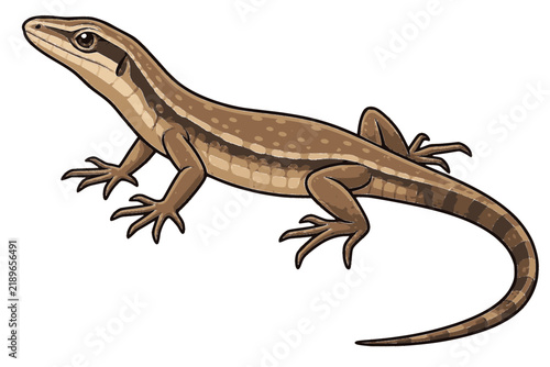 lizard on white background