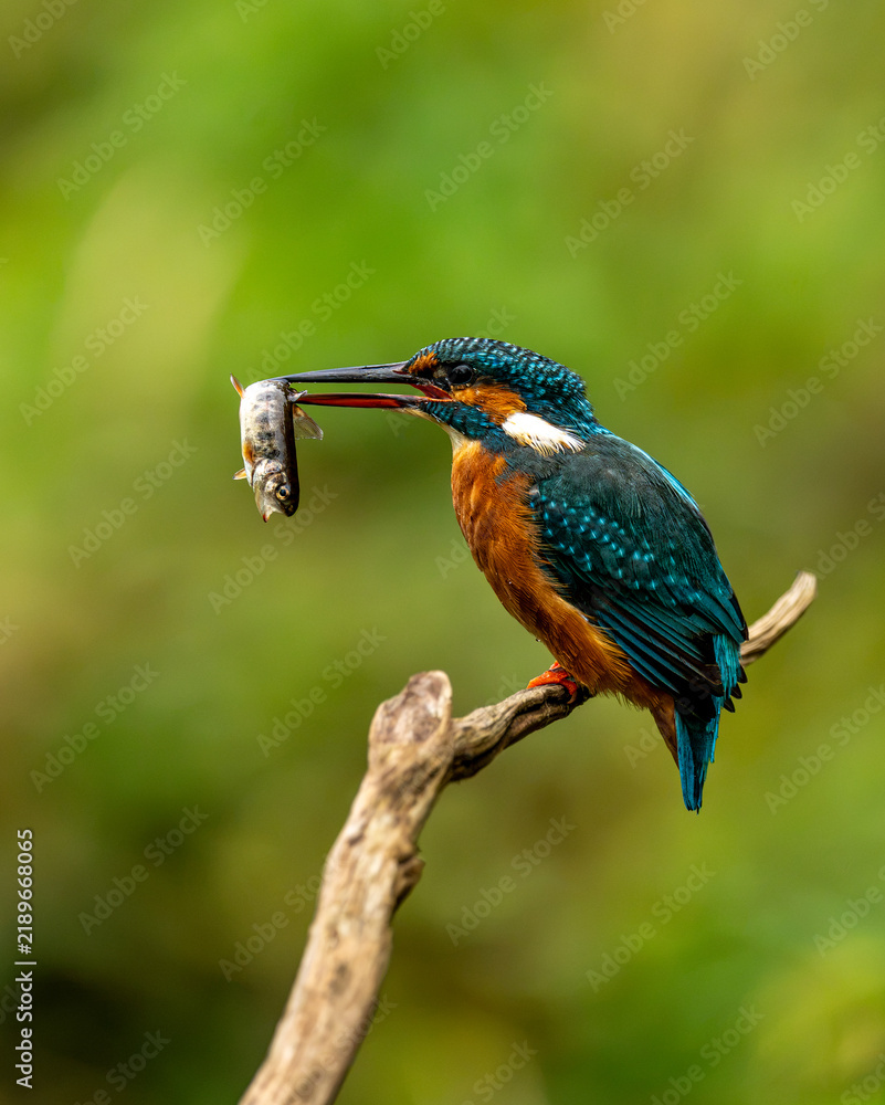 Obraz premium Common kingfisher (Alcedo atthis)