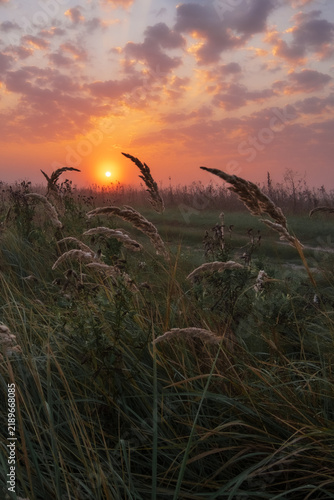 Фотография A beautiful golden sunset illuminates a misty field filled with tall, wild grass silhouettes swaying under a soft, cloudy sky
