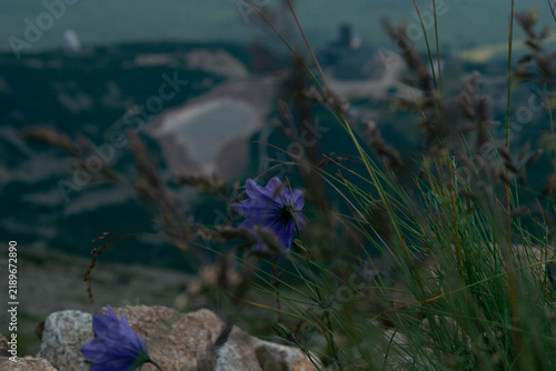 Foto harebell campanula purple flower blooming wild grass rocky mountain slope blurre