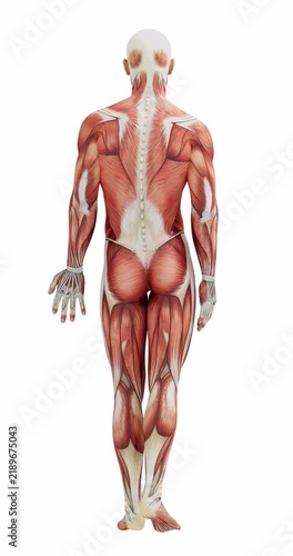 Detailed Human Muscle Anatomy Model Showing Muscular System, Tendons and Anatomy Study; Alpha Channel