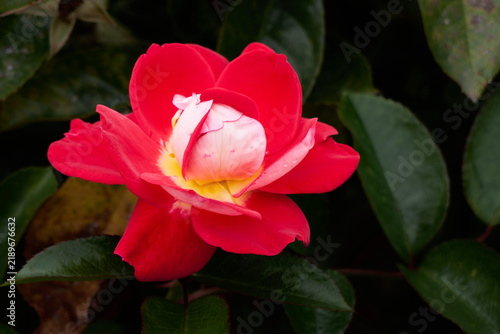 Domestic Rose Plant - Bright reds